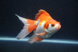 Ryukin Long Tail Red White 4.5 Inch (ID#0110Ry7b-5) Free2Day SHIPPING