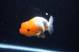 Juvenile Lionchu  Red White 3.5 Inch (ID#1122R11a-15) Free2Day SHIPPING