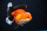 Thai Oranda  Lemon Head Panda 6 Inch (ID#314T6c-112)