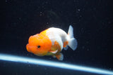 Juvenile Lionchu  Red White 3.5 Inch (ID#1122R11a-15) Free2Day SHIPPING