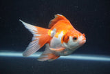 Ryukin Long Tail Red White 4.5 Inch (ID#0110Ry7b-5) Free2Day SHIPPING