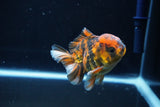 Short Body Thai Oranda  Calico 3.5 Inch (ID#1025To14b-68) Free2Day SHIPPING