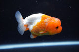 Juvenile Lionchu  Red White 3.5 Inch (ID#1122R11a-15) Free2Day SHIPPING