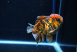 Short Body Thai Oranda  Calico 3.5 Inch (ID#1025To14b-68) Free2Day SHIPPING