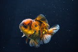 Short Body Thai Oranda  Calico 3.5 Inch (ID#1025To14b-68) Free2Day SHIPPING