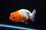 Juvenile Lionchu  Red White 3.5 Inch (ID#1122R11a-15) Free2Day SHIPPING