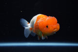 Juvenile Lionchu  Red White 3.5 Inch (ID#1122R11a-15) Free2Day SHIPPING