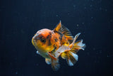 Short Body Thai Oranda  Calico 3.5 Inch (ID#1025To14b-68) Free2Day SHIPPING