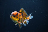 Short Body Thai Oranda  Calico 3.5 Inch (ID#1025To14b-68) Free2Day SHIPPING