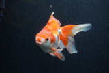 Ryukin Long Tail Red White 4.5 Inch (ID#0110Ry7b-5) Free2Day SHIPPING