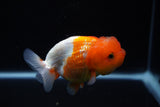 Juvenile Lionchu  Red White 3.5 Inch (ID#1122R11a-15) Free2Day SHIPPING