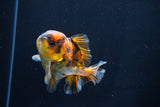 Short Body Thai Oranda  Calico 3.5 Inch (ID#1025To14b-68) Free2Day SHIPPING