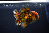 Short Body Thai Oranda  Calico 3.5 Inch (ID#1025To14b-68) Free2Day SHIPPING