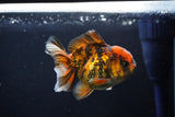 Short Body Thai Oranda  Calico 3.5 Inch (ID#1025To14b-68) Free2Day SHIPPING