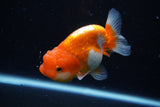 Juvenile Lionchu  Red White 3.5 Inch (ID#1122R11a-16) Free2Day SHIPPING