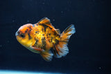 Short Body Thai Oranda  Calico 3.5 Inch (ID#1025To14b-68) Free2Day SHIPPING