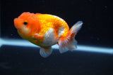 Juvenile Lionchu  Red White 3.5 Inch (ID#1122R11a-16) Free2Day SHIPPING