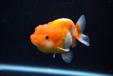 Juvenile Lionchu  Red White 3.5 Inch (ID#1122R11a-16) Free2Day SHIPPING