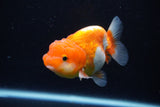 Juvenile Lionchu  Red White 3.5 Inch (ID#1122R11a-16) Free2Day SHIPPING