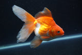 Ryukin Long Tail Red White 5 Inch (ID#0110Ry7b-6) Free2Day SHIPPING