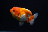 Juvenile Lionchu  Red White 3.5 Inch (ID#1122R11a-16) Free2Day SHIPPING