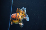 Short Body Thai Oranda  Calico 3.5 Inch (ID#1025To14b-68) Free2Day SHIPPING