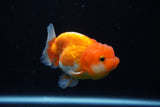 Juvenile Lionchu  Red White 3.5 Inch (ID#1122R11a-16) Free2Day SHIPPING