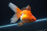 Ryukin Long Tail Red White 5 Inch (ID#0110Ry7b-6) Free2Day SHIPPING