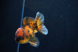 Short Body Thai Oranda  Calico 3.5 Inch (ID#1025To14b-68) Free2Day SHIPPING