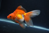 Ryukin Long Tail Red White 5 Inch (ID#0110Ry7b-6) Free2Day SHIPPING