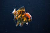 Short Body Thai Oranda  Calico 3.5 Inch (ID#1025To14b-68) Free2Day SHIPPING