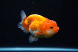 Juvenile Lionchu  Red White 3.5 Inch (ID#1122R11a-16) Free2Day SHIPPING