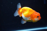 Juvenile Lionchu  Red White 3.5 Inch (ID#1122R11a-16) Free2Day SHIPPING