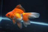 Ryukin Long Tail Red White 5 Inch (ID#0110Ry7b-6) Free2Day SHIPPING