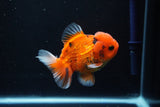 Short Body Thai Oranda  Calico 4 Inch (ID#1025To14b-69) Free2Day SHIPPING