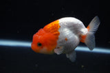 Juvenile Lionchu  Red White 4 Inch (ID#1122R11a-17) Free2Day SHIPPING