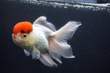 Thai Oranda  Red Cap 5.5 Inch (ID#913To13a-22) Free2Day SHIPPING Please see notes