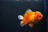 Short Body Thai Oranda  Calico 4 Inch (ID#1025To14b-69) Free2Day SHIPPING