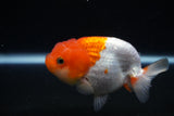 Juvenile Lionchu  Red White 4 Inch (ID#1122R11a-17) Free2Day SHIPPING