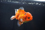 Short Body Thai Oranda  Calico 4 Inch (ID#1025To14b-69) Free2Day SHIPPING