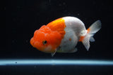 Juvenile Lionchu  Red White 4 Inch (ID#1122R11a-17) Free2Day SHIPPING