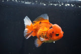 Short Body Thai Oranda  Calico 4 Inch (ID#1025To14b-69) Free2Day SHIPPING