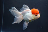 Thai Oranda  Red Cap 5.5 Inch (ID#913To13a-22) Free2Day SHIPPING Please see notes