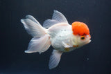 Thai Oranda  Red Cap 5.5 Inch (ID#913To13a-22) Free2Day SHIPPING Please see notes