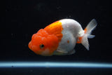 Juvenile Lionchu  Red White 4 Inch (ID#1122R11a-17) Free2Day SHIPPING