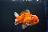 Short Body Thai Oranda  Calico 4 Inch (ID#1025To14b-69) Free2Day SHIPPING