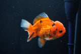 Short Body Thai Oranda  Calico 4 Inch (ID#1025To14b-69) Free2Day SHIPPING