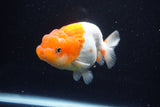 Juvenile Lionchu  Red White 4 Inch (ID#1122R11a-17) Free2Day SHIPPING