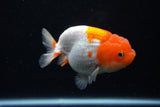 Juvenile Lionchu  Red White 4 Inch (ID#1122R11a-17) Free2Day SHIPPING