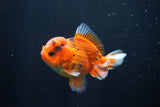 Short Body Thai Oranda  Calico 4 Inch (ID#1025To14b-69) Free2Day SHIPPING